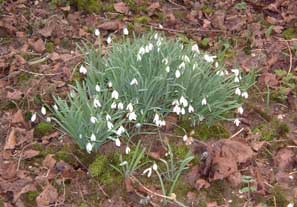 Les perce-neige ont fleuris bien aprs la chandeleur