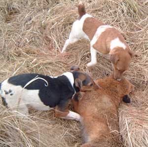 Les fox-terriers tiennent leur renard